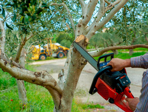 Emergency Storm Tree Removal in Cherryville, NC